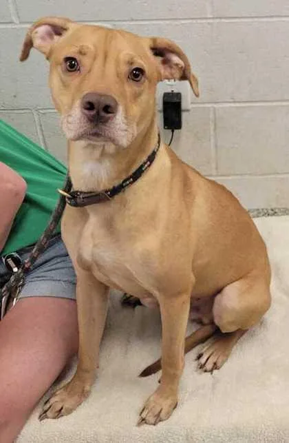 An adult large-sized male Yellow / Tan / Blond / Fawn Mixed Breed dog named Armani for adoption in Kansas City, MO