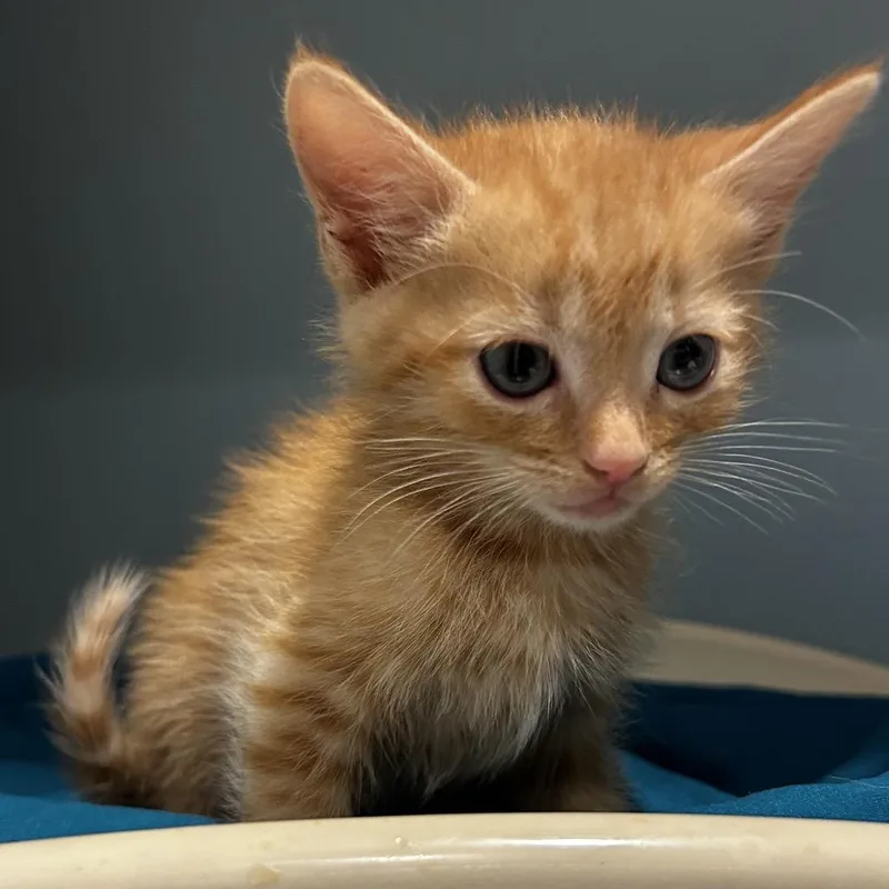 A baby small-sized male Orange / Red Domestic Short Hair cat named Shanghai for adoption in Chattanooga, TN