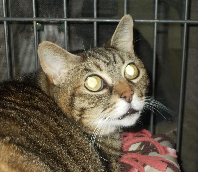 A senior medium-sized female American Shorthair cat named Nancy for adoption in Naples, FL