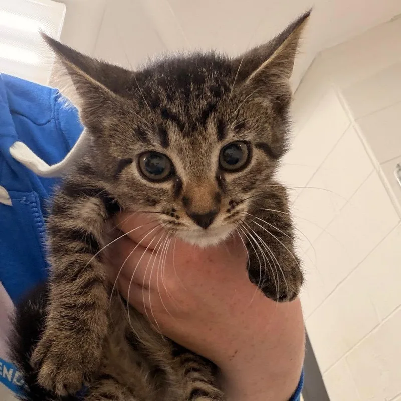 A baby small-sized male Brown / Chocolate Domestic Short Hair cat named Donnie for adoption in Indianapolis, IN