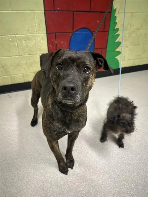 An adult medium-sized female Pit Bull Terrier dog named Luna for adoption in Indianapolis, IN
