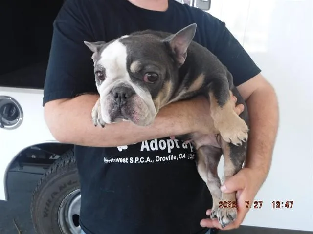 An adult small-sized female French Bulldog dog named Kona for adoption in Oroville, CA