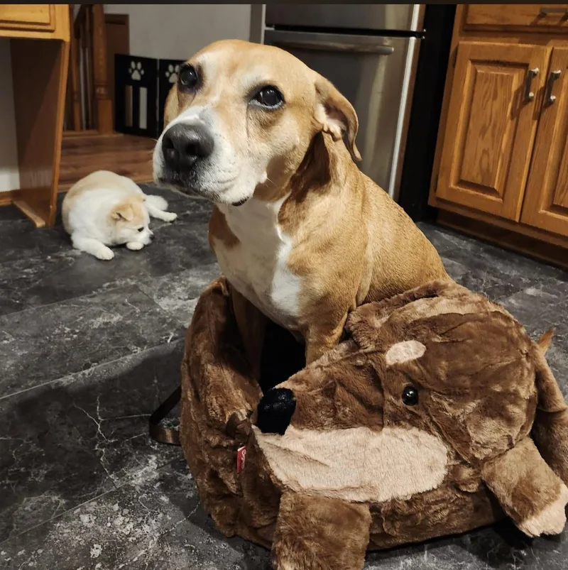 A senior medium-sized female Golden Boxer dog named Poppy for adoption in Whitewater, WI