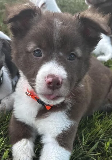 Clyde