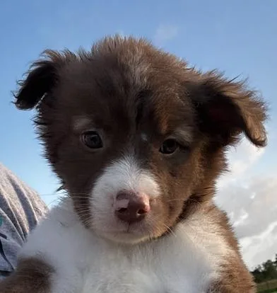 Clyde thumbnail 3