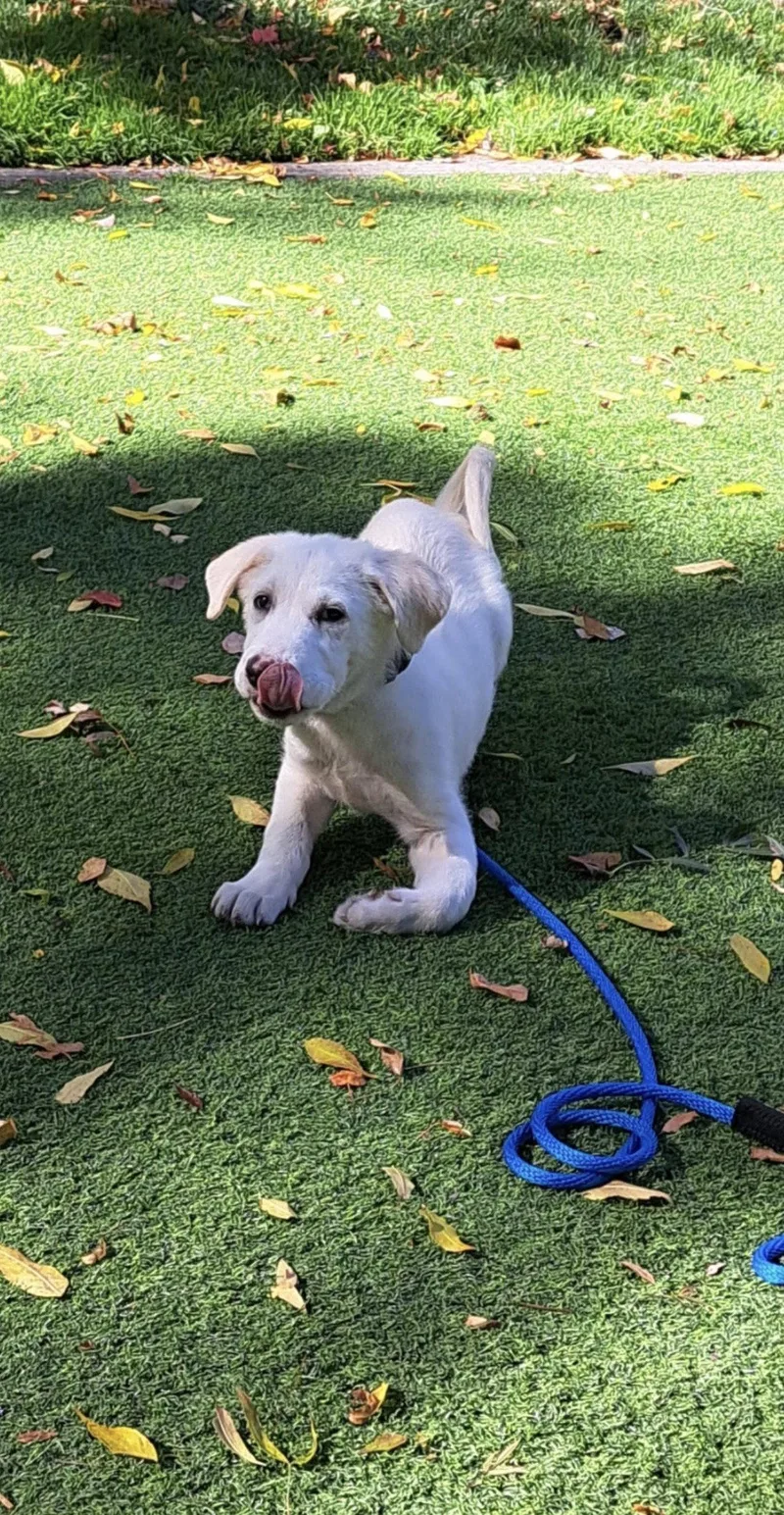 A baby large-sized male Labrador Retriever dog named Gus for adoption in Bothell, WA
