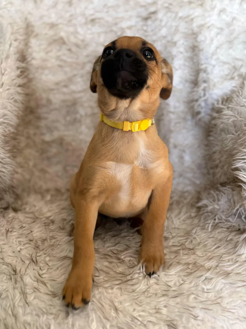 Scarecrow thumbnail 2