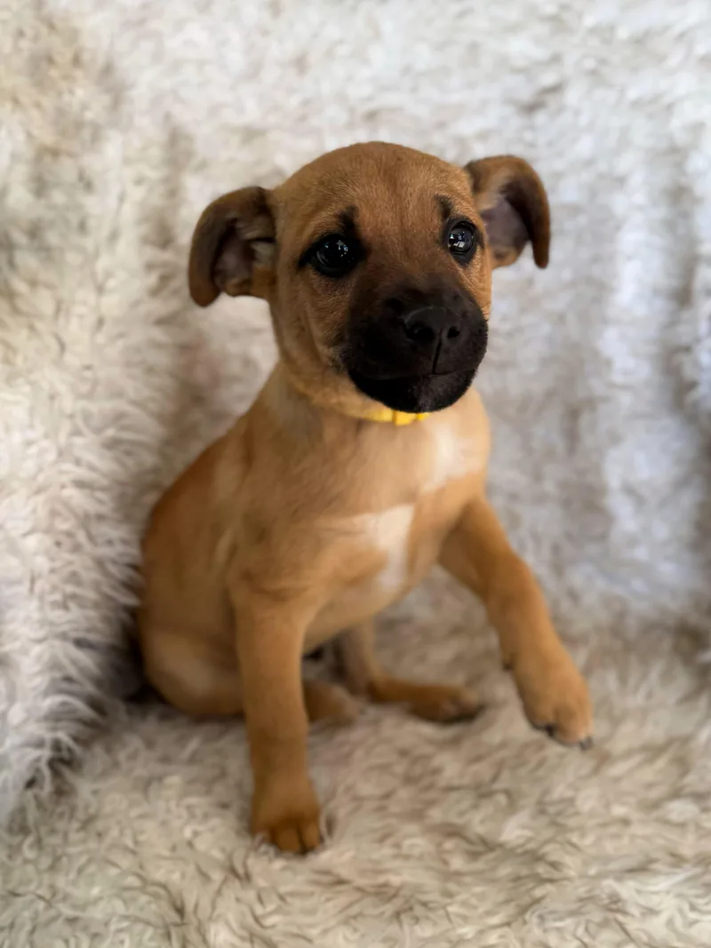 Scarecrow thumbnail 3