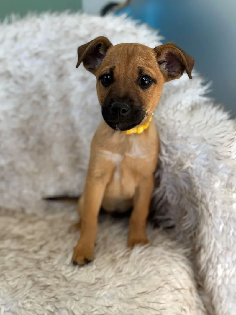 Scarecrow thumbnail 4