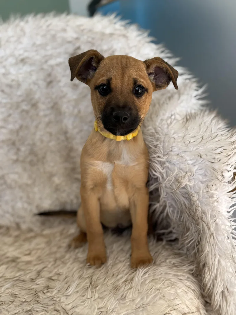 Scarecrow thumbnail 5