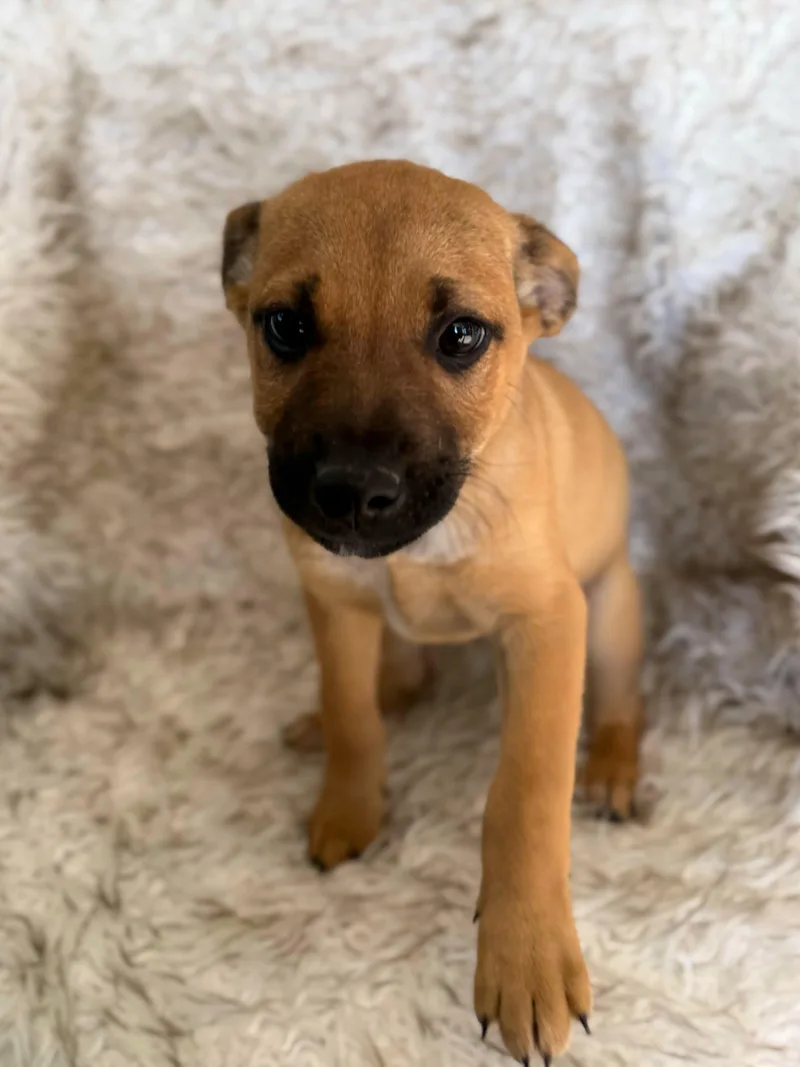 Scarecrow thumbnail 6