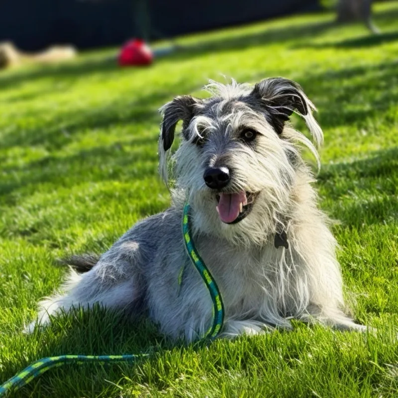An adult medium-sized male Black Wirehaired Terrier dog named Bridges for adoption in Benton City, WA