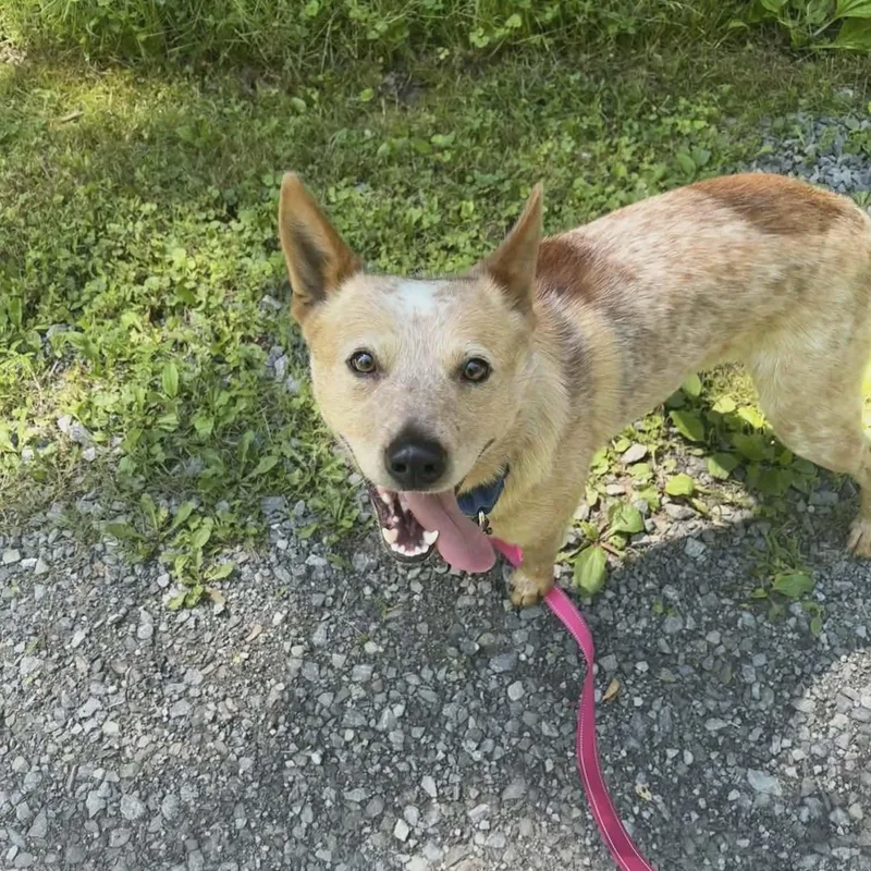 A young medium-sized male Red / Chestnut / Orange Cattle Dog dog named Georgie for adoption in Grafton, WV