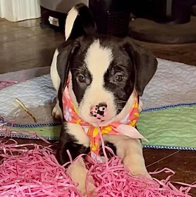 A baby large-sized female Labrador Retriever dog named Piper for adoption in Grand Bay, AL