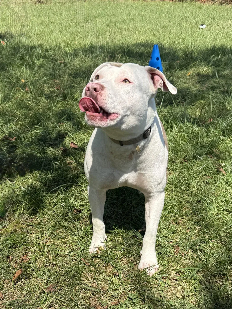 An adult medium-sized male American Bulldog dog named Jake for adoption in Mooresville, NC