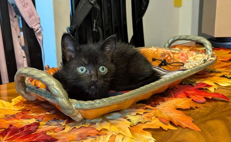 A baby small-sized male Domestic Short Hair cat named Zeus for adoption in Burbank, CA
