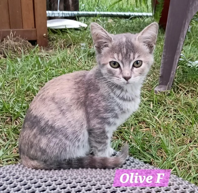 Olive