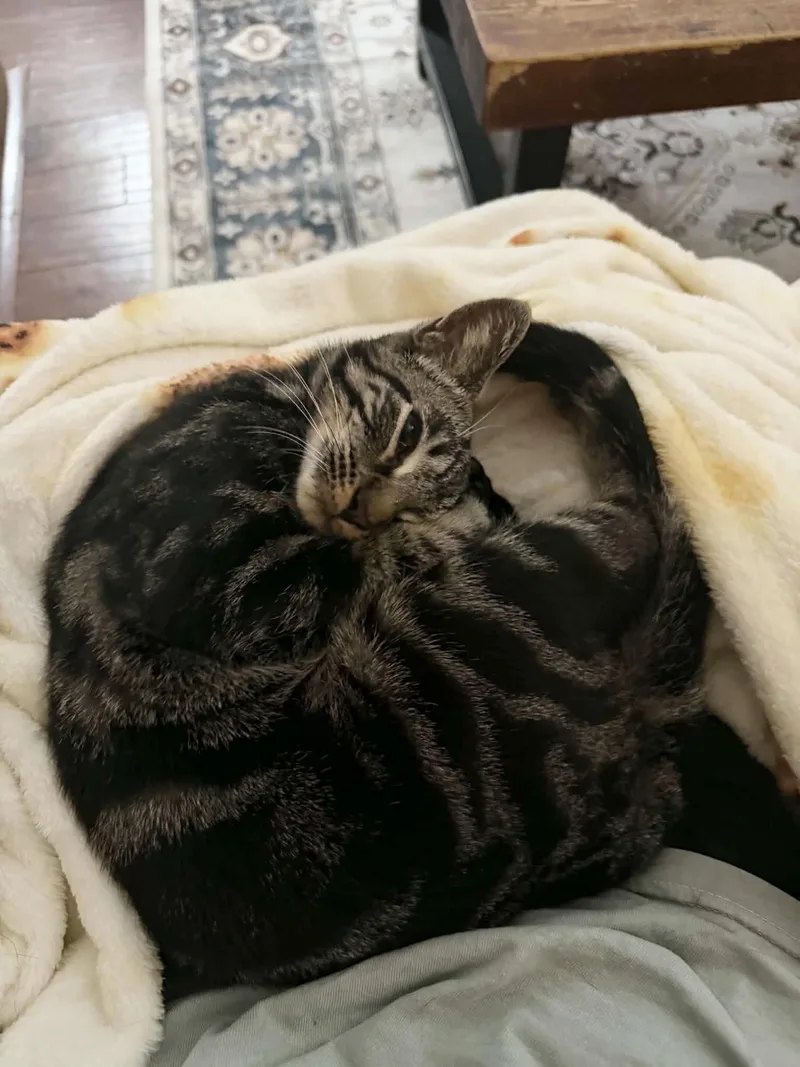 Purrrrfect Tilly