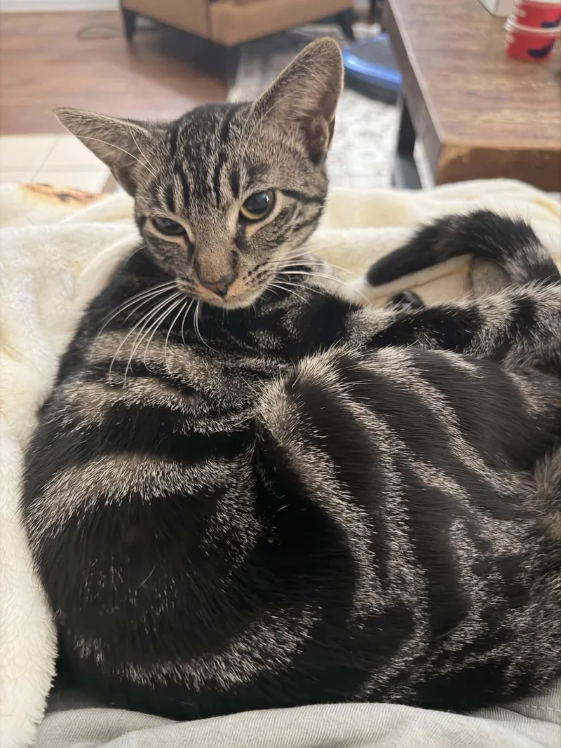 Purrrrfect Tilly thumbnail 2