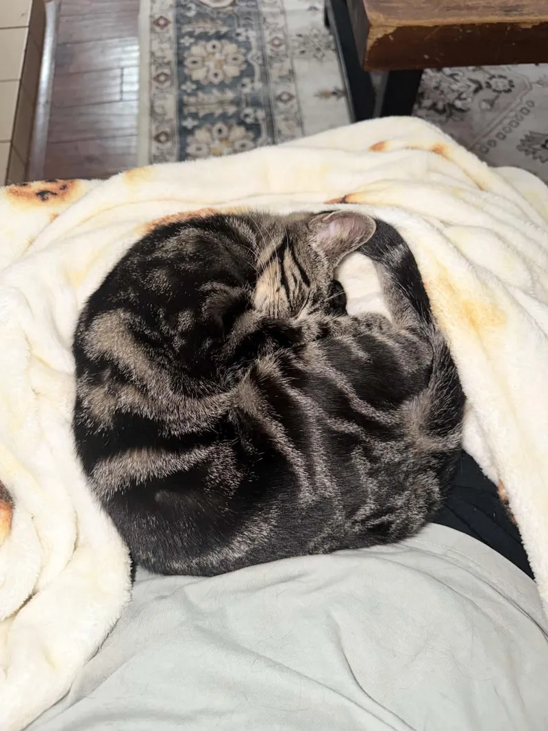 Purrrrfect Tilly thumbnail 3