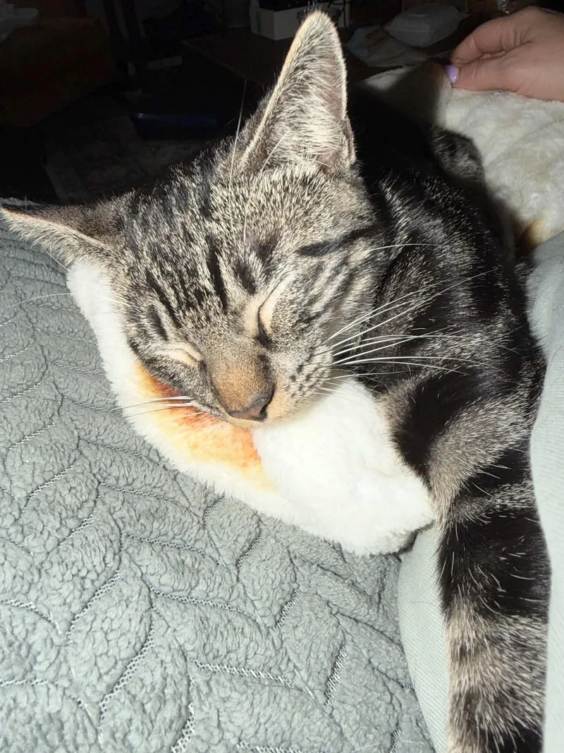 Purrrrfect Tilly thumbnail 4