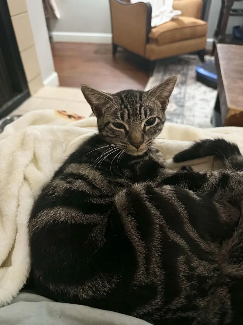 Purrrrfect Tilly thumbnail 5