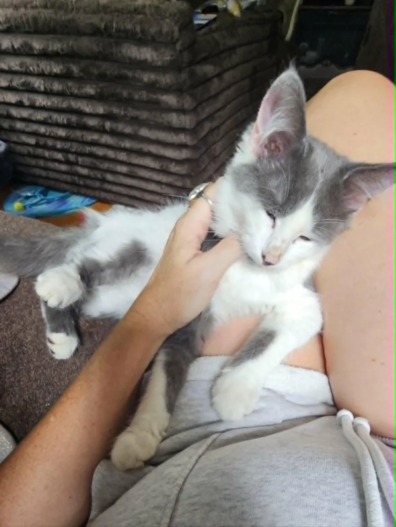 A young small-sized male Gray & White Domestic Long Hair cat named Chet for adoption in Logan, OH