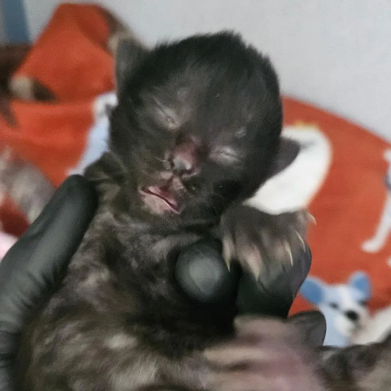 A baby small-sized female Black Domestic Short Hair cat named Dragonfly for adoption in Newport, TN