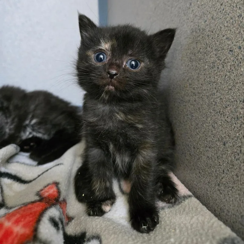 Dragonfly thumbnail 2
