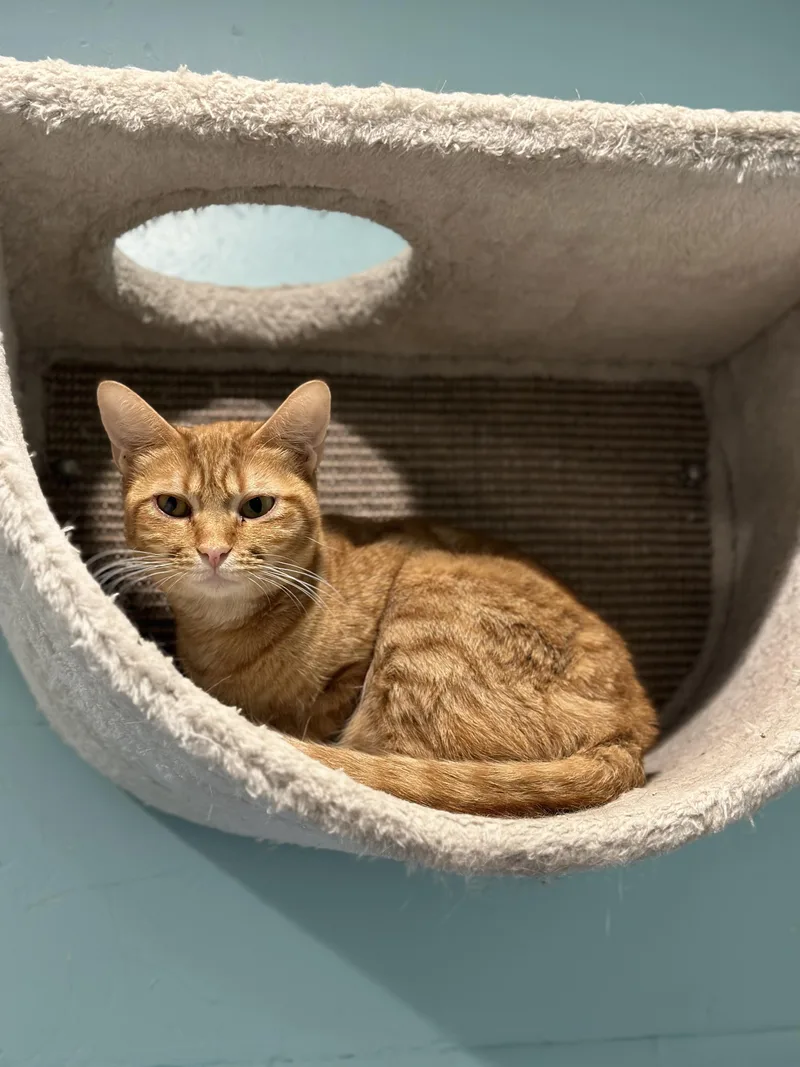An adult medium-sized female Domestic Short Hair cat named Nani for adoption in Aiea, HI