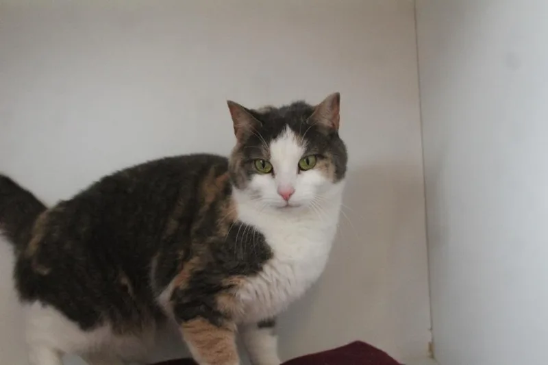 An adult medium-sized female Dilute Calico Domestic Short Hair cat named Tooth Fairy for adoption in Chestertown, MD