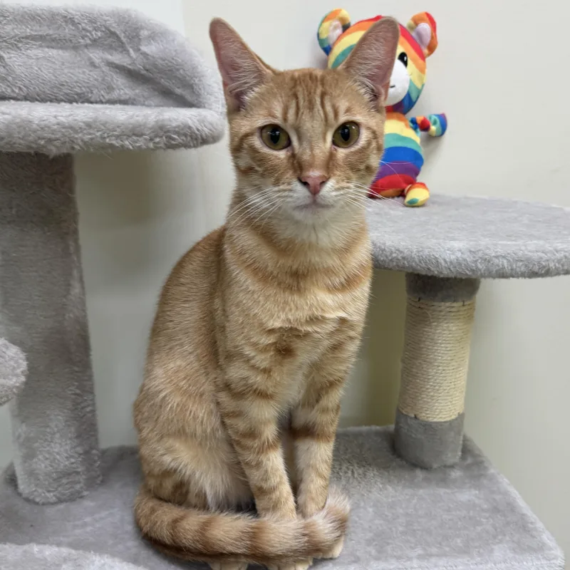 A young medium-sized male Orange / Red Domestic Short Hair cat named Fred for adoption in Houston, TX