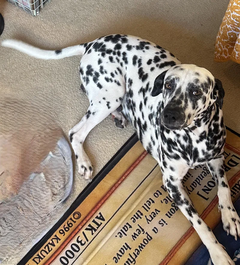 An adult medium-sized male Black Dalmatian dog named BradleyEastvale  CA for adoption in San Diego, CA