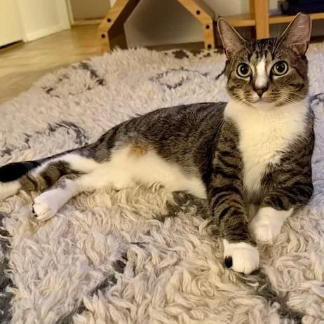 A young medium-sized female Tabby (Gray / Blue / Silver) Domestic Short Hair cat named Augusta & Remy for adoption in New York, NY