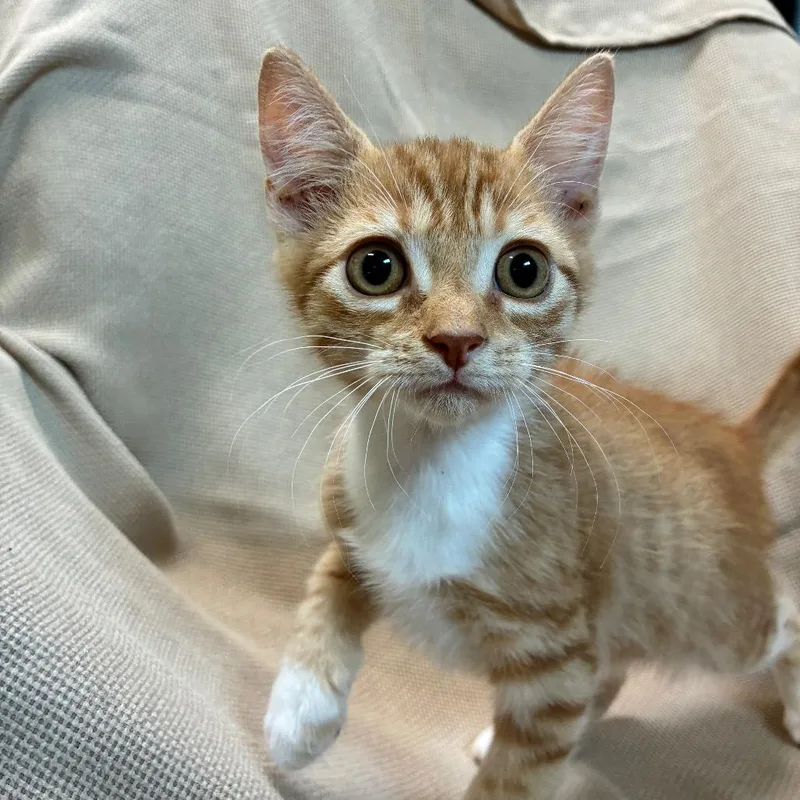 A baby small-sized male Orange / Red Domestic Short Hair cat named Giligan for adoption in Columbus, NC