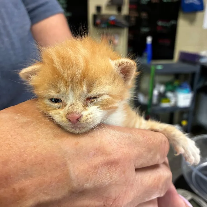 Giligan thumbnail 3