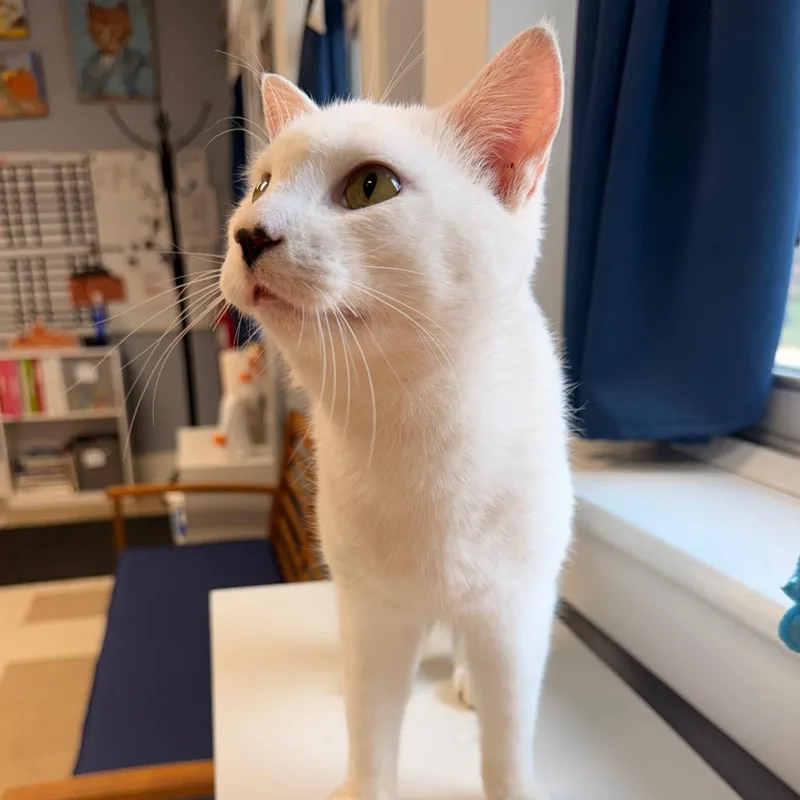 A young medium-sized male White Domestic Short Hair cat named Elvis for adoption in Fort Leavenworth, KS