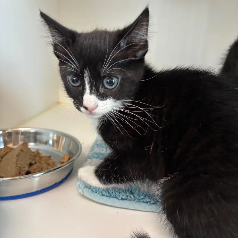 A baby small-sized female White Domestic Short Hair cat named Candyland for adoption in League City, TX