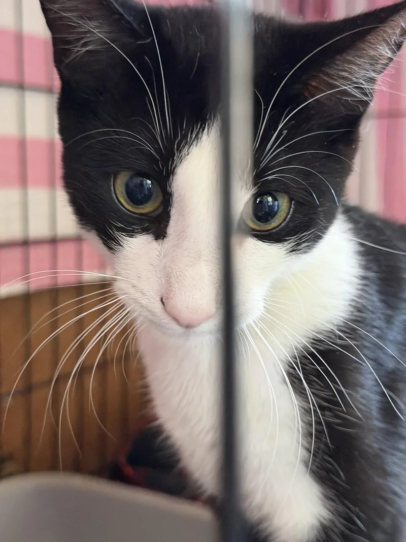 A young medium-sized female Black & White / Tuxedo Domestic Short Hair cat named Panda for adoption in Broomall, PA