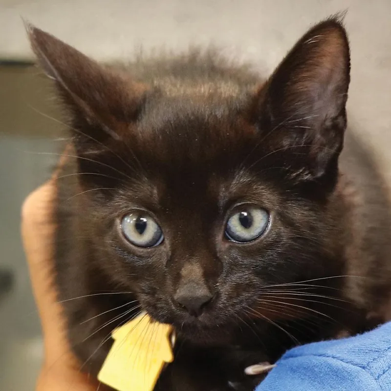 A baby small-sized male Domestic Short Hair cat named CO Big Max for adoption in Port Washington, NY