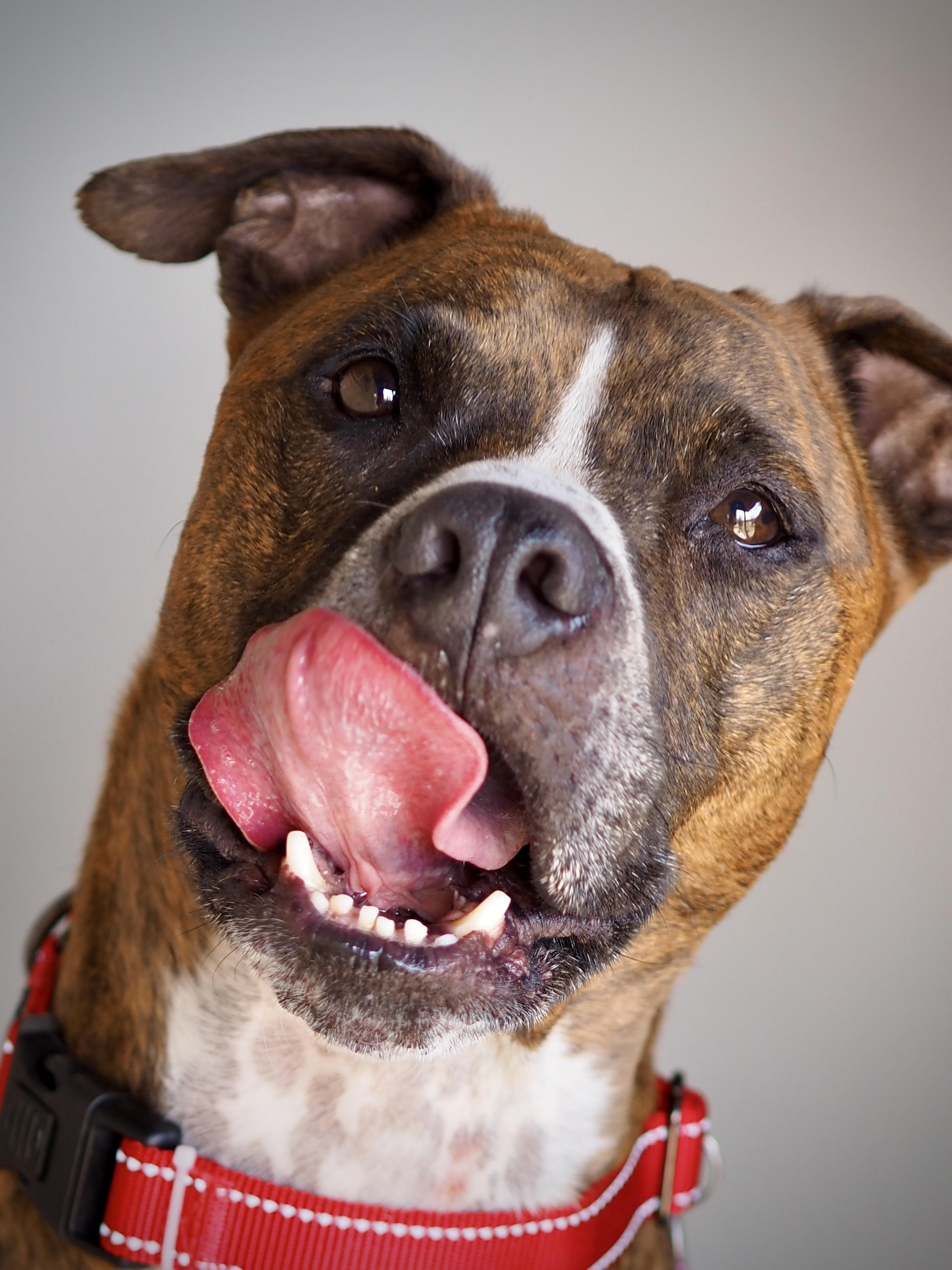 An adult medium-sized male Boxer dog named Ryder for adoption in Buena Vista, CO