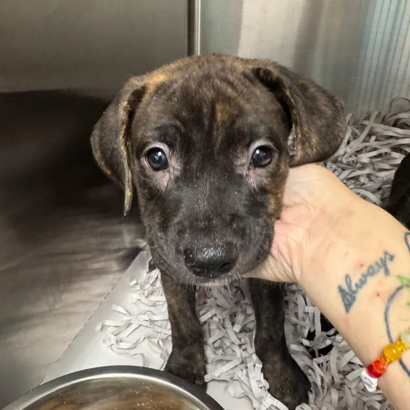 A baby small-sized male Black Labrador Retriever dog named Bali for adoption in Clearwater, FL