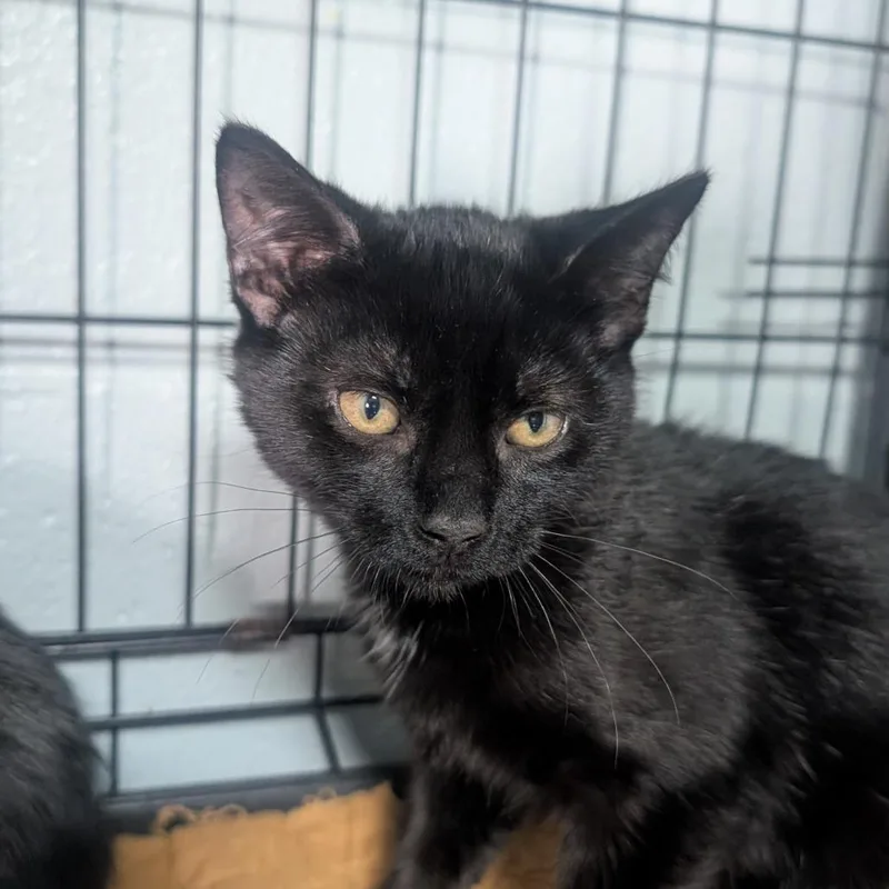 A baby small-sized male Black Domestic Short Hair cat named Slate for adoption in Jefferson city, TN