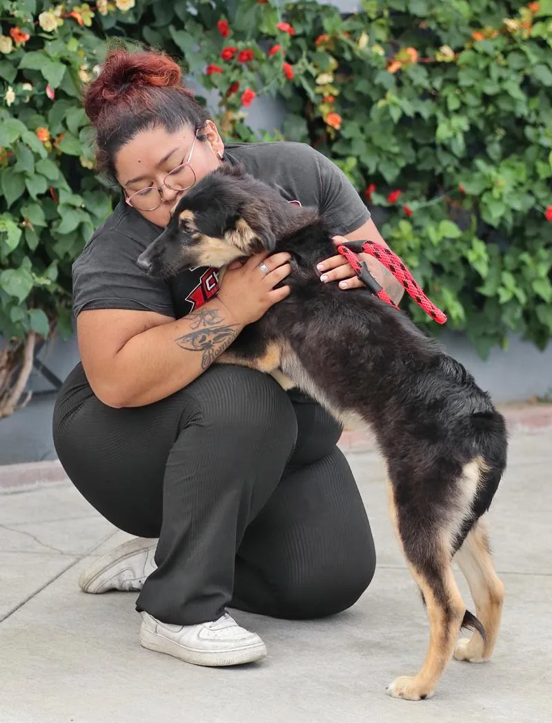 A baby large-sized male Black German Shepherd Dog dog named Osito von Osten for adoption in Los Angeles, CA