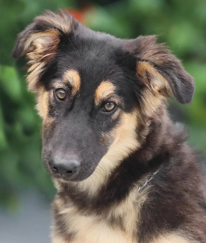 Osito von Osten thumbnail 2