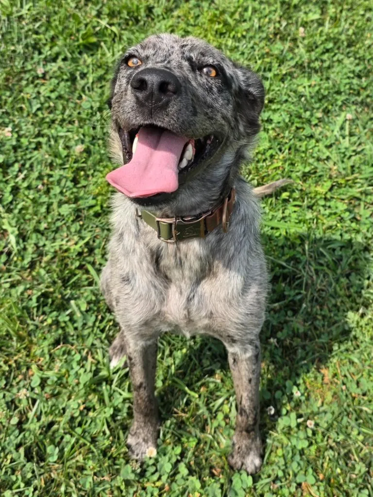 A baby medium-sized female Australian Shepherd dog named Cookie for adoption in Greeneville, TN