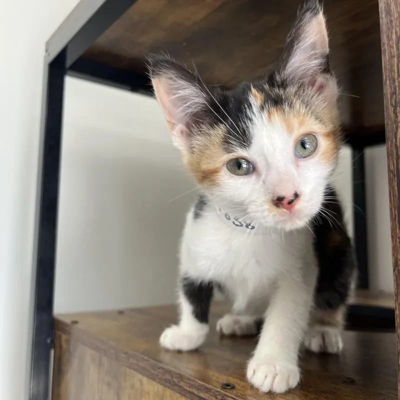 Gertrude