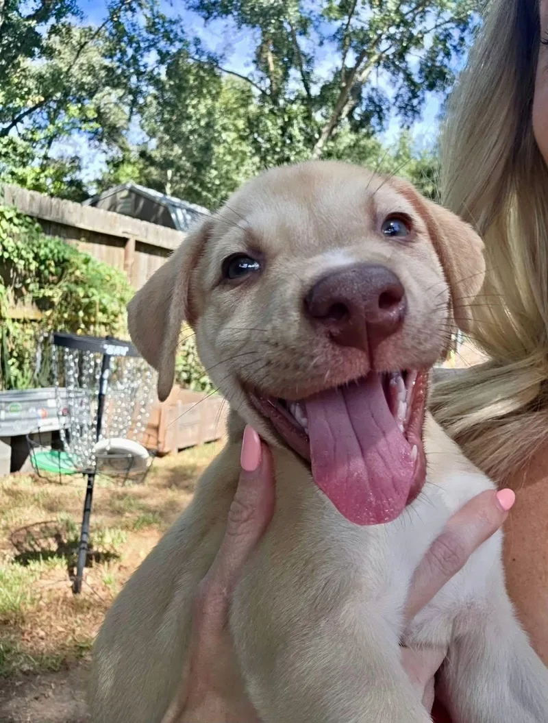 A baby medium-sized male American Staffordshire Terrier dog named Heron for adoption in Salem, NH