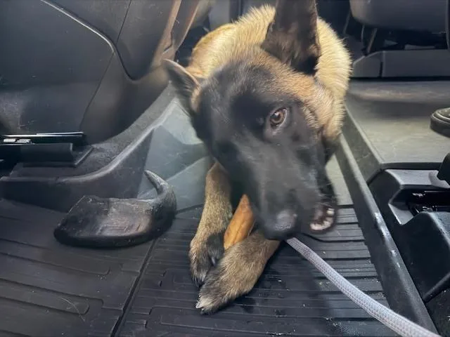 Pedro In Ca thumbnail 2