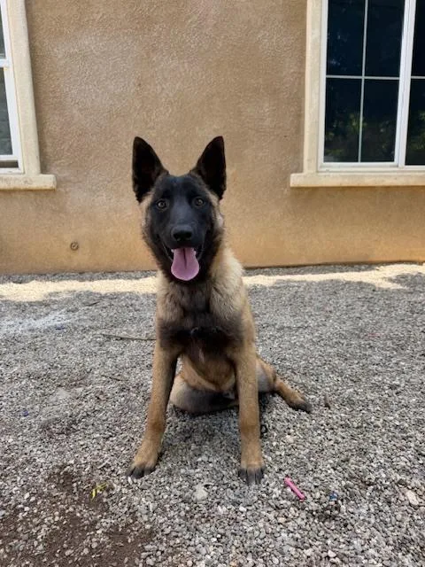 Pedro In Ca thumbnail 4